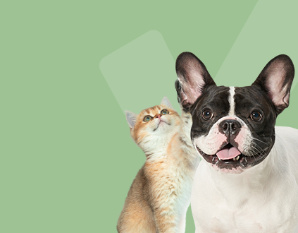 อาหารคน “รสเลิศ” ที่อาจเป็น “ยาพิษ” สำหรับสุนัขและแมว