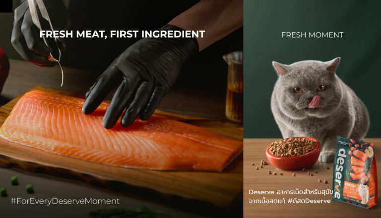 เลือกอาหารให้ถูก ก่อนที่น้องแมวจะเป็นโรคไต