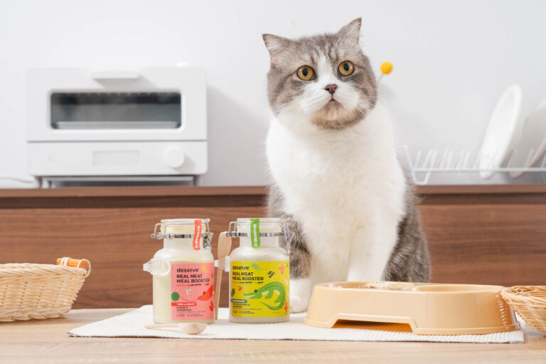 รวมเทคนิคกระตุ้นให้น้องแมวดื่มน้ำมากขึ้น พร้อมตัวช่วยจาก Real Meat Meal Booster