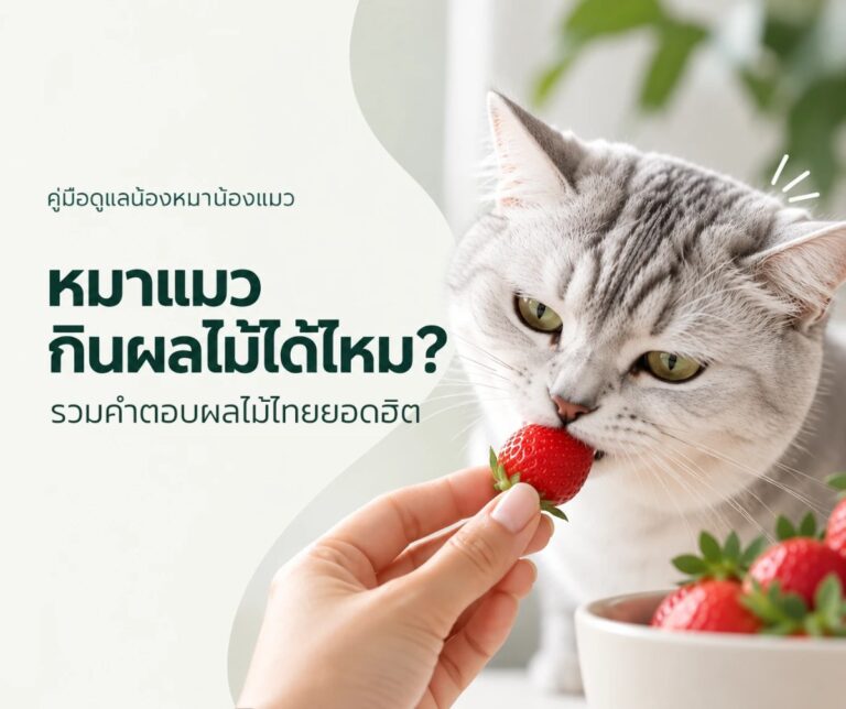 หมาแมวกินผลไม้ได้ไหม - น้องแมวกินสตรอว์เบอร์รีจากมือเจ้าของ