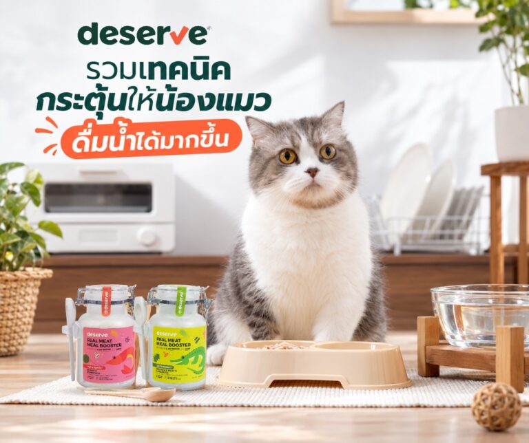 เทคนิคกระตุ้นให้แมวดื่มน้ำมากขึ้น - น้องแมวกับ Deserve Real Meat Meal Booster สูตรกุ้ง และสูตรจระเข้