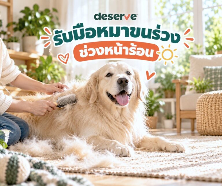 รับมือหมาขนร่วงช่วงหน้าร้อน - เจ้าของกำลังแปรงขนน้องหมาโกลเด้นรีทรีฟเวอร์