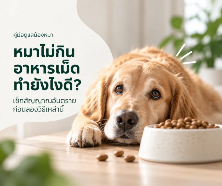 หมาไม่กินอาหารเม็ด ทำยังไงดี เช็กสัญญาณอันตรายก่อน - น้องหมาโกลเด้นนอนข้างชามอาหารเม็ด