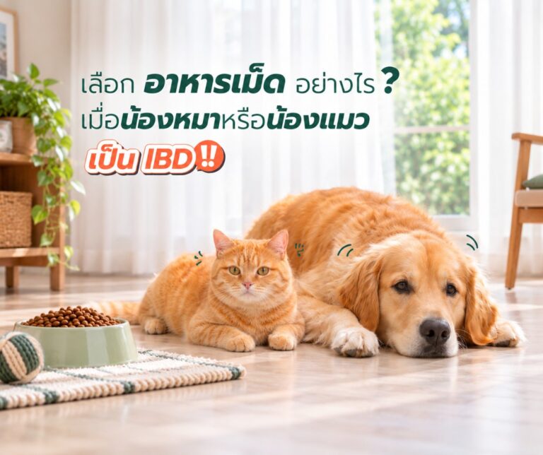 เลือกอาหารเม็ดอย่างไร เมื่อน้องหมาหรือน้องแมวเป็นโรค IBD - น้องแมวกับน้องหมาโกลเด้นนอนพัก