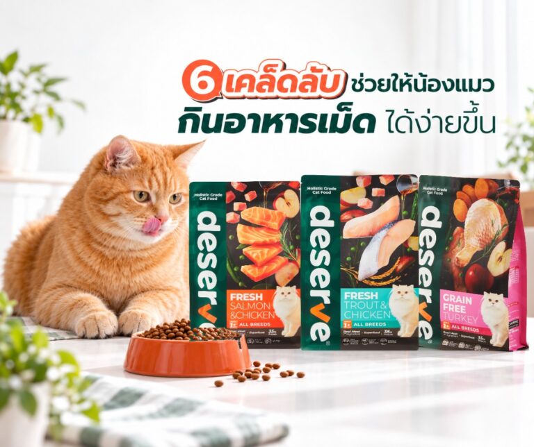 6 เคล็ดลับช่วยให้น้องแมวกินอาหารเม็ดได้ง่ายขึ้น - น้องแมวกับอาหารเม็ดแมว Deserve Fresh Salmon & Chicken, Fresh Trout & Chicken และ Grain Free Turkey