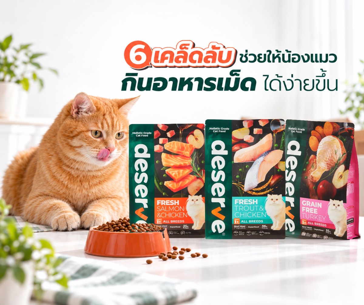 6 เคล็ดลับช่วยให้น้องแมวกินอาหารเม็ดได้ง่ายขึ้น - น้องแมวกับอาหารเม็ดแมว Deserve Fresh Salmon & Chicken, Fresh Trout & Chicken และ Grain Free Turkey