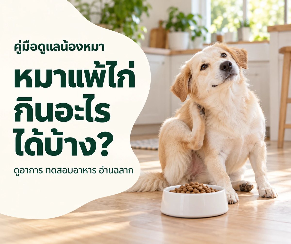 น้องหมาที่แพ้ไก่นั่งเกาคอ ข้างชามอาหารเม็ด ในห้องครัวสว่าง ปกบทความหมาแพ้ไก่กินอะไรได้บ้าง