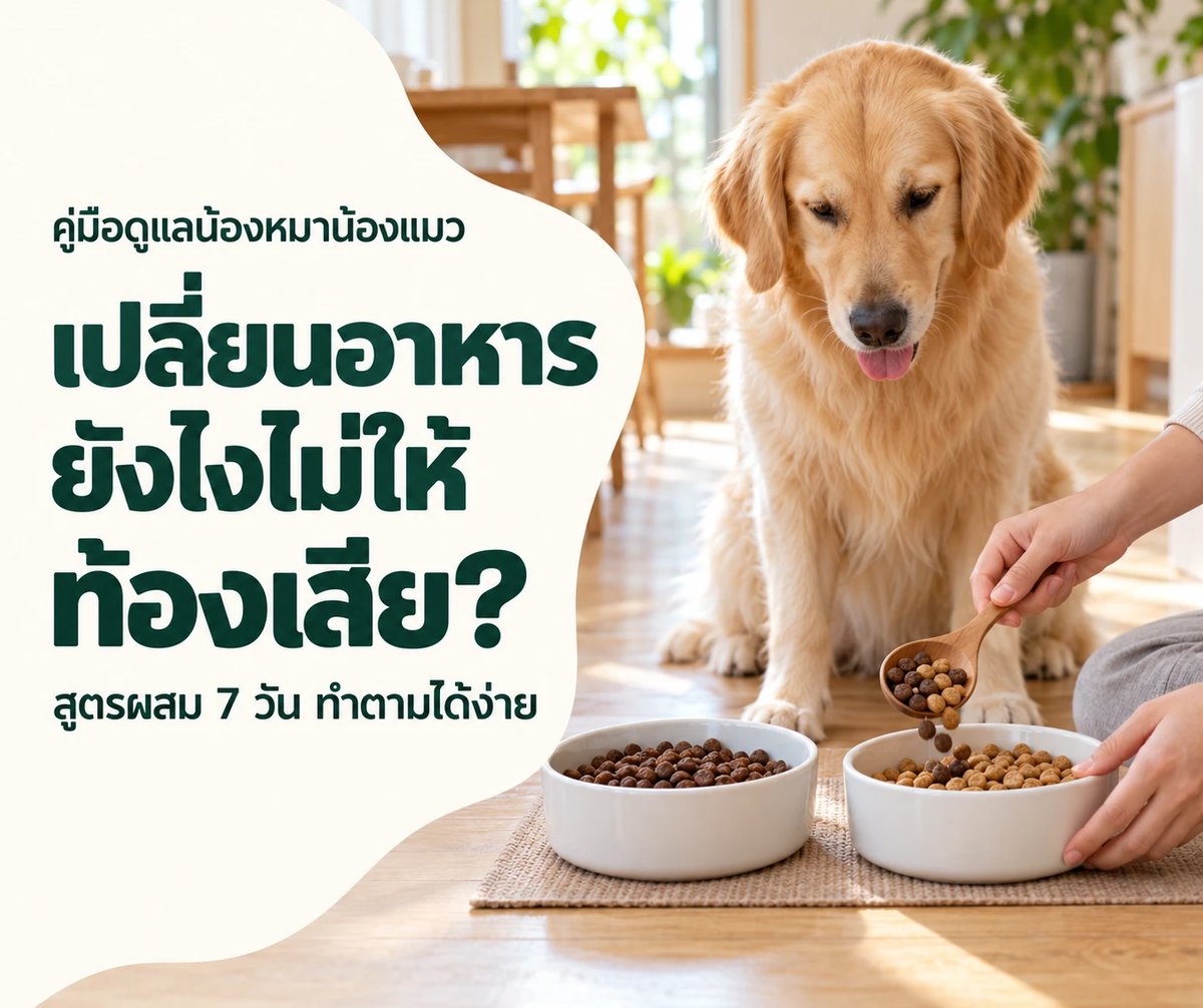 เปลี่ยนอาหารหมาแมวยังไงไม่ให้ท้องเสีย สูตรผสม 7 วัน - น้องหมาโกลเด้นนั่งรอข้างชามอาหารเดิมกับอาหารใหม่